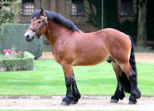 NesquikNewton x HenniRhenish German Coldblood, Stallion15.3hhBorn 2010