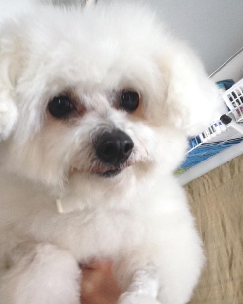 Fluffball (at SAN DOGGY Mobile Grooming)