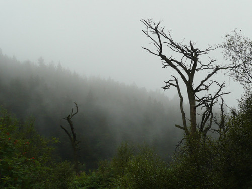 glenashdale by Prof Shorthair on Flickr.