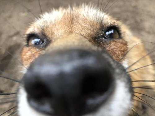 Do You Think Clover Sees Ceroba Like THIS Or Like THIS When They Talk To Her?