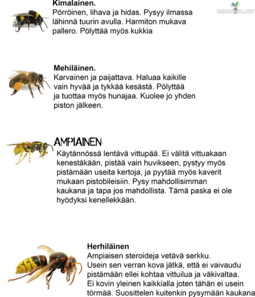 mielipuolistapaskaa:valmistautukaa kesään