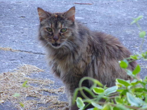 calico-dan:Say hello to Scrappy Cat! I found out her owner died so out of desperation she found hers