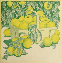 nemfrog:  Fruit basket. The Western fruit-grower.