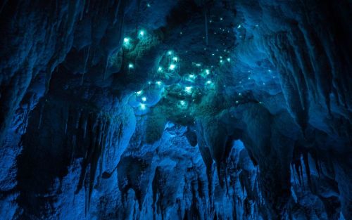 wearewakanda:  Bioluminescent glow worms porn pictures