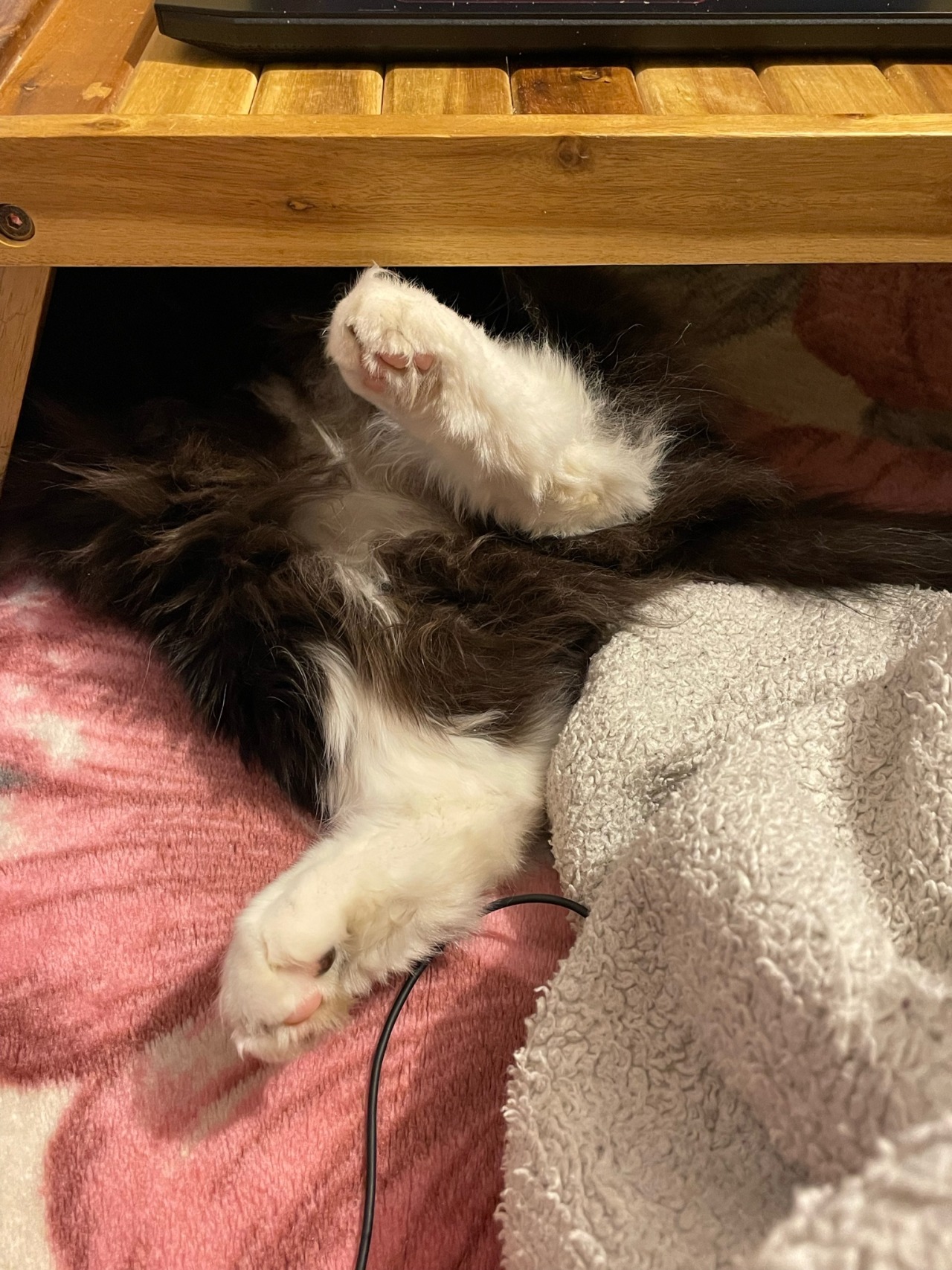 A photo of a cat laying underneath a tray on a bed. Only the lower half of his body is visible under the tray. He's laying on his back with his hind limbs splayed out. He has long black fur with white 'socks' and a white patch between his legs. His paw beans are visible, mostly pink with black patches.