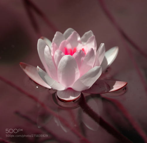 Lotus.. by RzaGrbz