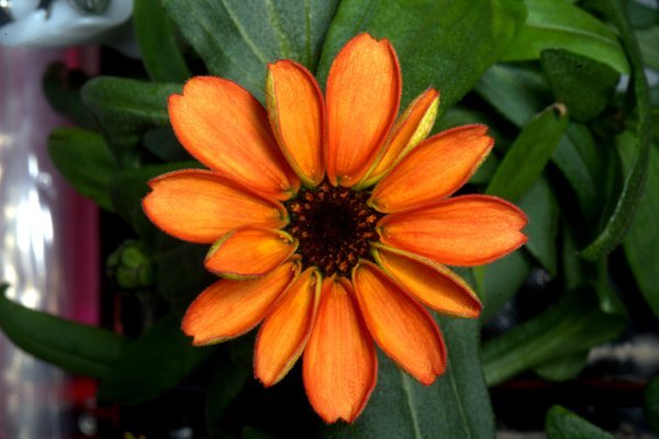 This is the first ever flower grown in space. Blossomed aboard the International