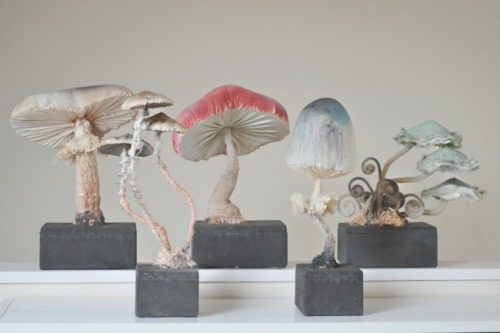 ohmisterfinch:Mister Finch new fungus collection March 2014www.mister-finch.com