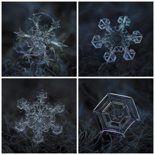 datcatwhatcameback:  elysemarshall:  latimes:  pbsdigitalstudios:  It’s that time of year again! Check out these incredible images of snowflakes under a microscope by Alexey Kljatov.  A happy Friday to our follows - each of them a unique snowflake!