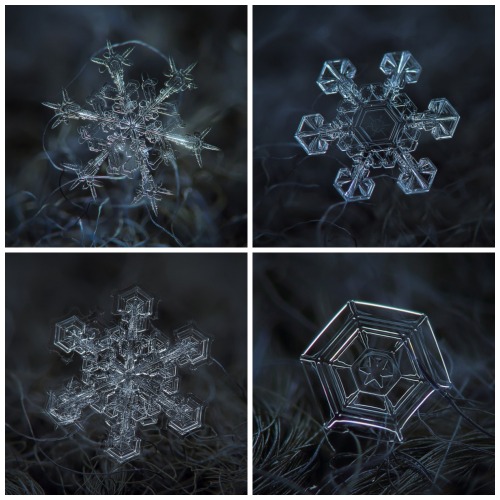 latimes:  pbsdigitalstudios:  It’s that time of year again! Check out these incredible images of snowflakes under a microscope by Alexey Kljatov.  A happy Friday to our follows - each of them a unique snowflake! 