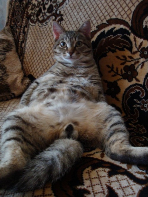 There are certain things that cats do that always make me laugh.  This is one of them. I don’t