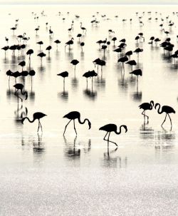 scent-of-me:Flamingoscape - Flamingos in their world by Kiran Sham on 500px