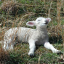 lamimir