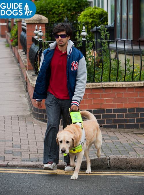 dogjournal:  TV PROGRAM ABOUT GUIDE DOGS IN THE U.K. - “With exclusive access to The Guide Dogs for the Blind Association, this heart-warming film, narrated by dog-lover, Paul O’Grady, highlights the difference guide dogs make to people’s lives.“