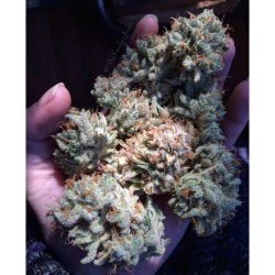 shesmokesjoints:  This Locktite from Red Eyed Genetics is the fire!