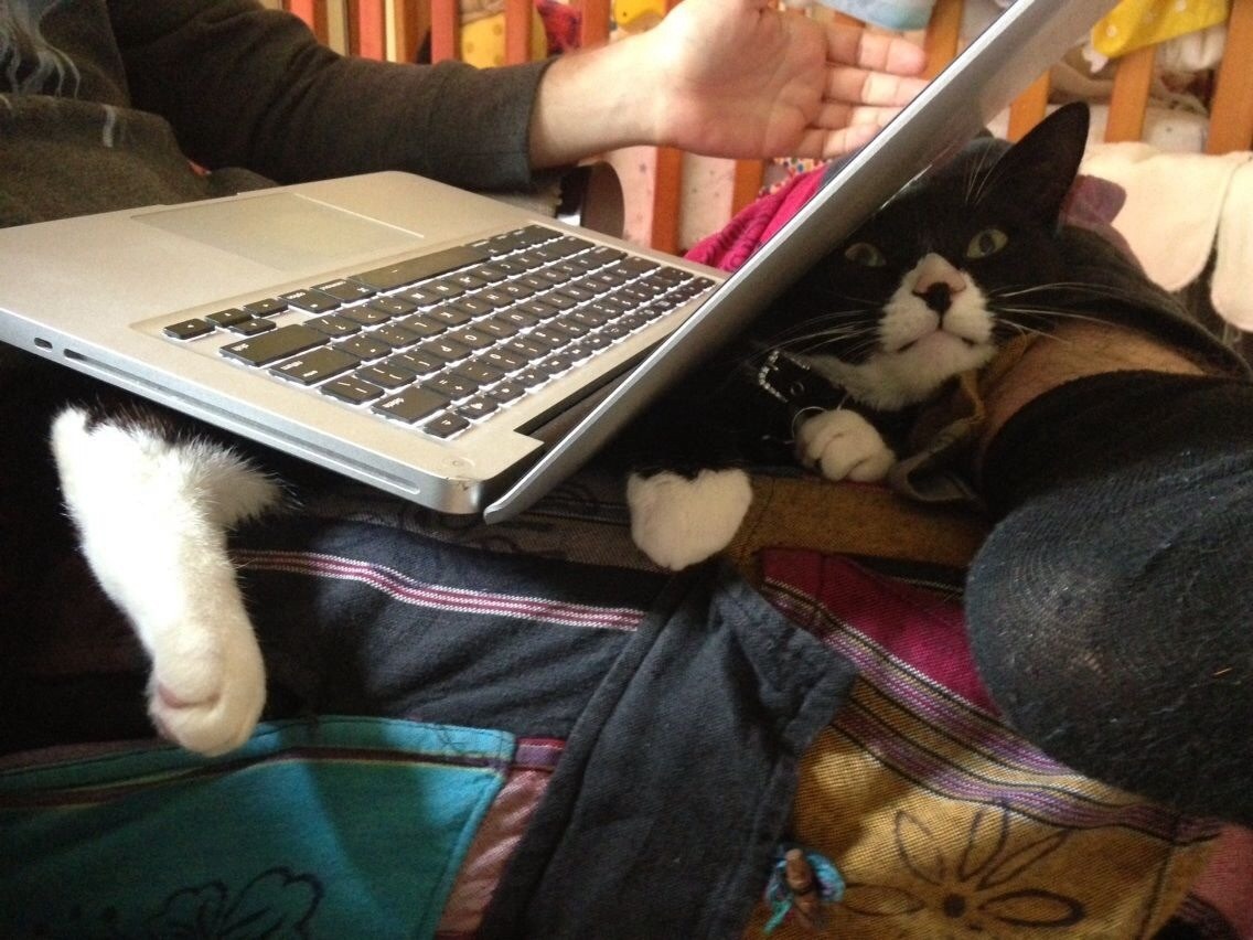 unimpressedcats:  getoutoftherecat:  a mutli-purpose lap  that cat is planning murder
