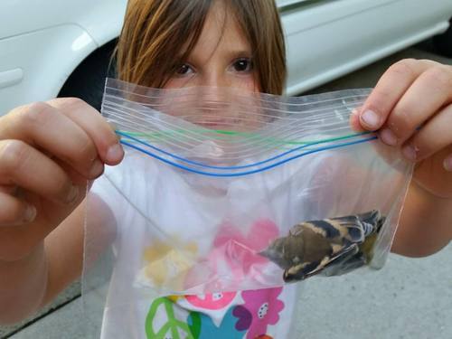 trainhardbestrong: hannahroad:  hannahroad:  hannahroad:  Miley: “Dad I have something for Tanners bug collection” my uncle: “that’s great” Miley: “it’s a bird” my uncle: “no its not” -chirping noise- They let it go and it flew away