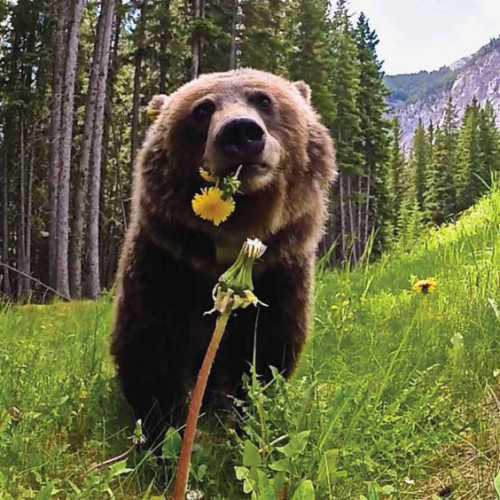 Well, HELLO THERE. Have a flower…Brown Bear, Colorado.SOURCE