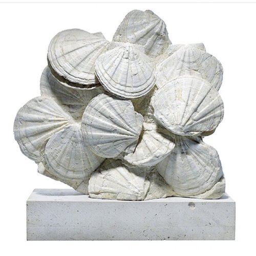 clever surmounting by www.thefossilstore.com workshop-Lab #pecten #shells #shell #interiors #design 