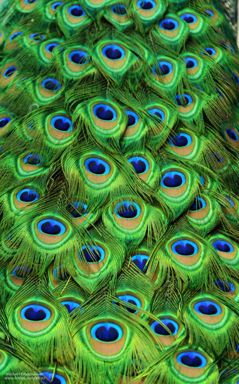 michaelfitzsimmons: Peacock tailfeathers. Photo by Michael Fitzsimmons. Full portfolio at www.500px.