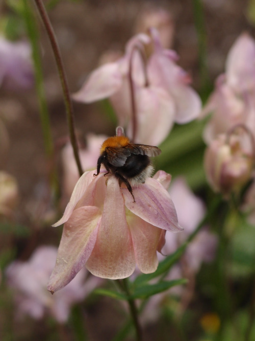 Bombus — bumblebeesAquilegia vulgaris — European columbine