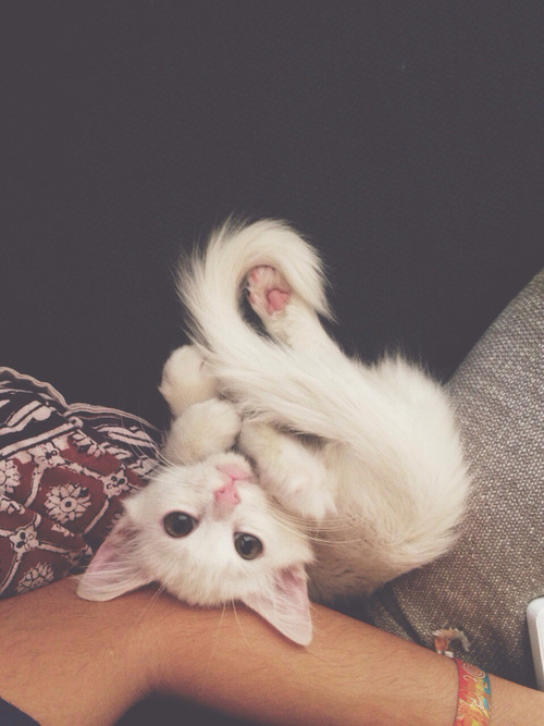 Cute Overload