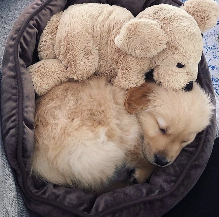 Sex obsessedwithgoldens:IG: sawyerthegoodboy pictures