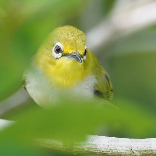 leehsia_ganSwinhoe’s white-eye