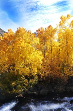 touchdisky:  Golden Aspens by sugoidave