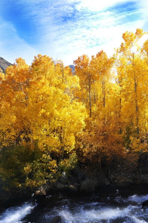 XXX touchdisky:  Golden Aspens by sugoidave photo