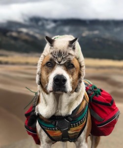 boredpanda:    This Cat And Dog Love Travelling