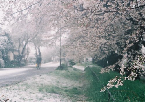 azusaphoto:桜隠しの日　①この日、初めて『桜隠し』という言葉を知った美しく、儚くそして、隠すという言葉が少し不安を呼ぶようなそんな季語緊急非常事態宣言が出た週末じゃんじゃん雪が降っている朝、
