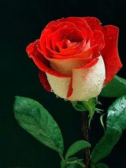flowersgardenlove:  Raindrops on a Rose Beautiful