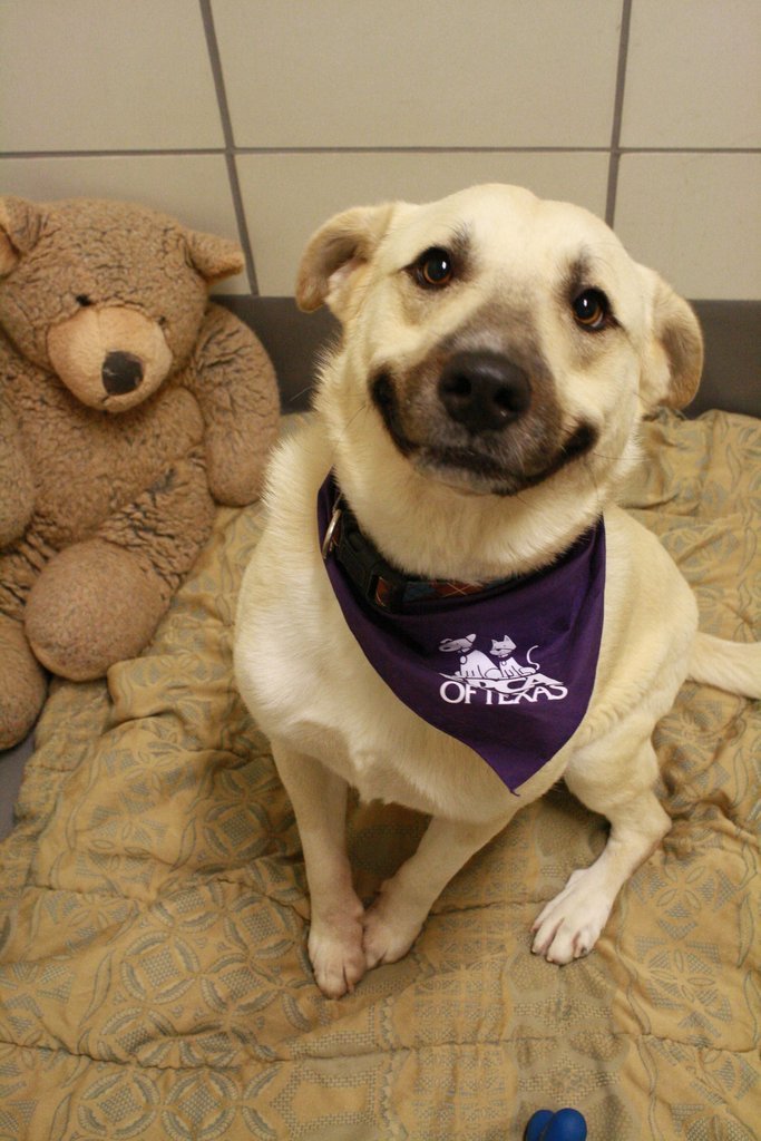 cute-overload:  Teddy bears make shelter dogs smile!http://cute-overload.tumblr.com