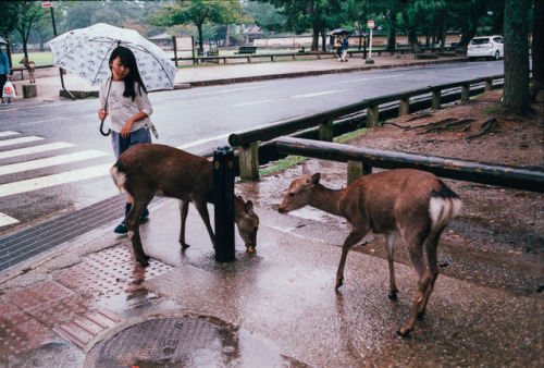 no escape | nara, nara prefecturefuji superia 400nikkor 50mm f/1.8D