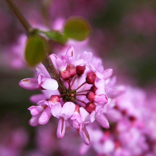 Blooming Redbud by CecilyAndreuArtwork
