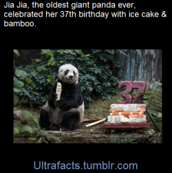 Ultrafacts:  Hong Kong—The Oldest Giant Panda Ever In Captivity Tasted A Vegetable