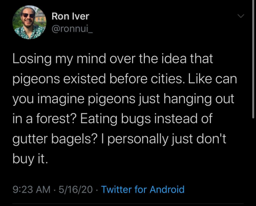 That’s because they’re rock doves. They never lived in a forest - they lived in rocky, vertical areas - just like houses, when you think of it. They moved to the city because it was a familiar landscape to them!