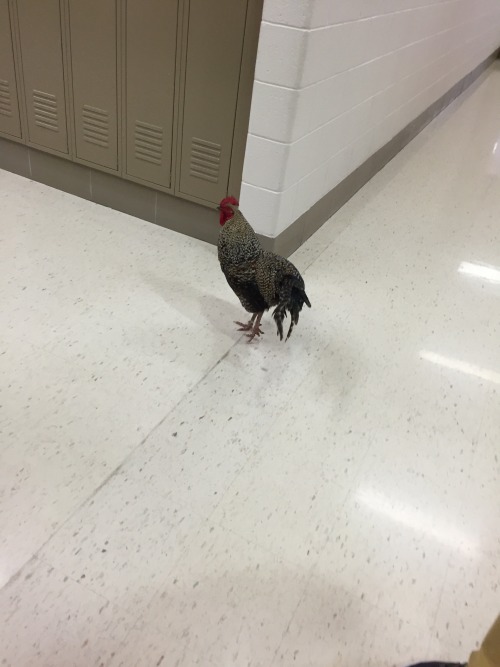 elasticitymudflap:tateratots:look at themreblog if ur proud of this chicken persuing a higher educat