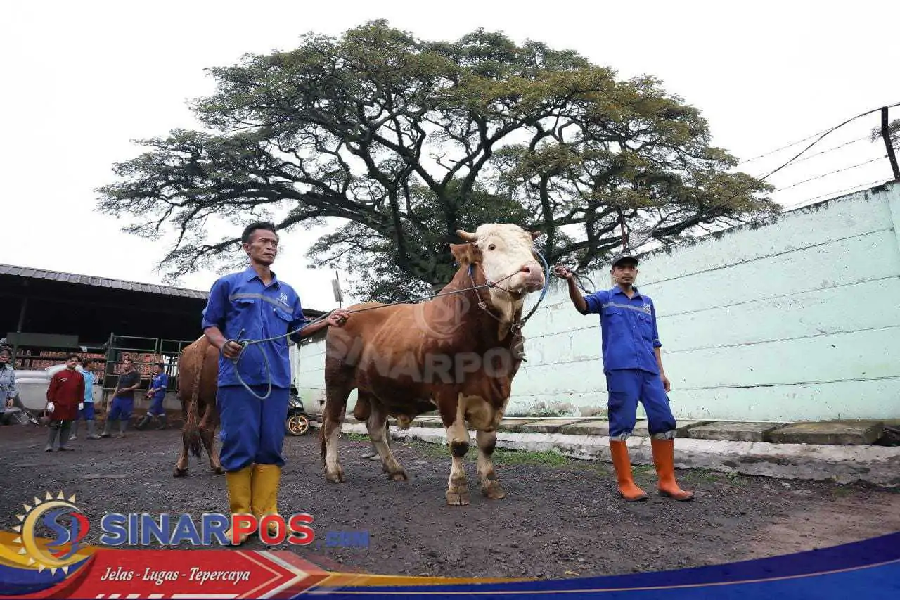 Erwin Sembelih Sapi Kurban dari Presiden RI dan Wali Kota Bandung