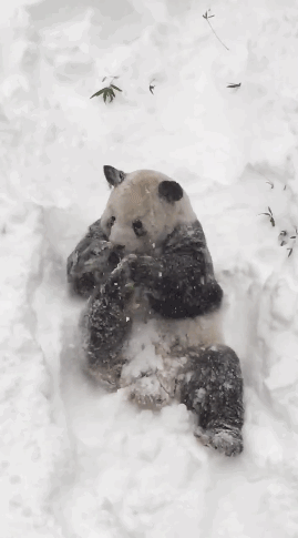 micdotcom:  Tian Tian, a giant panda who lives in Washington, D.C.’s National Zoo,