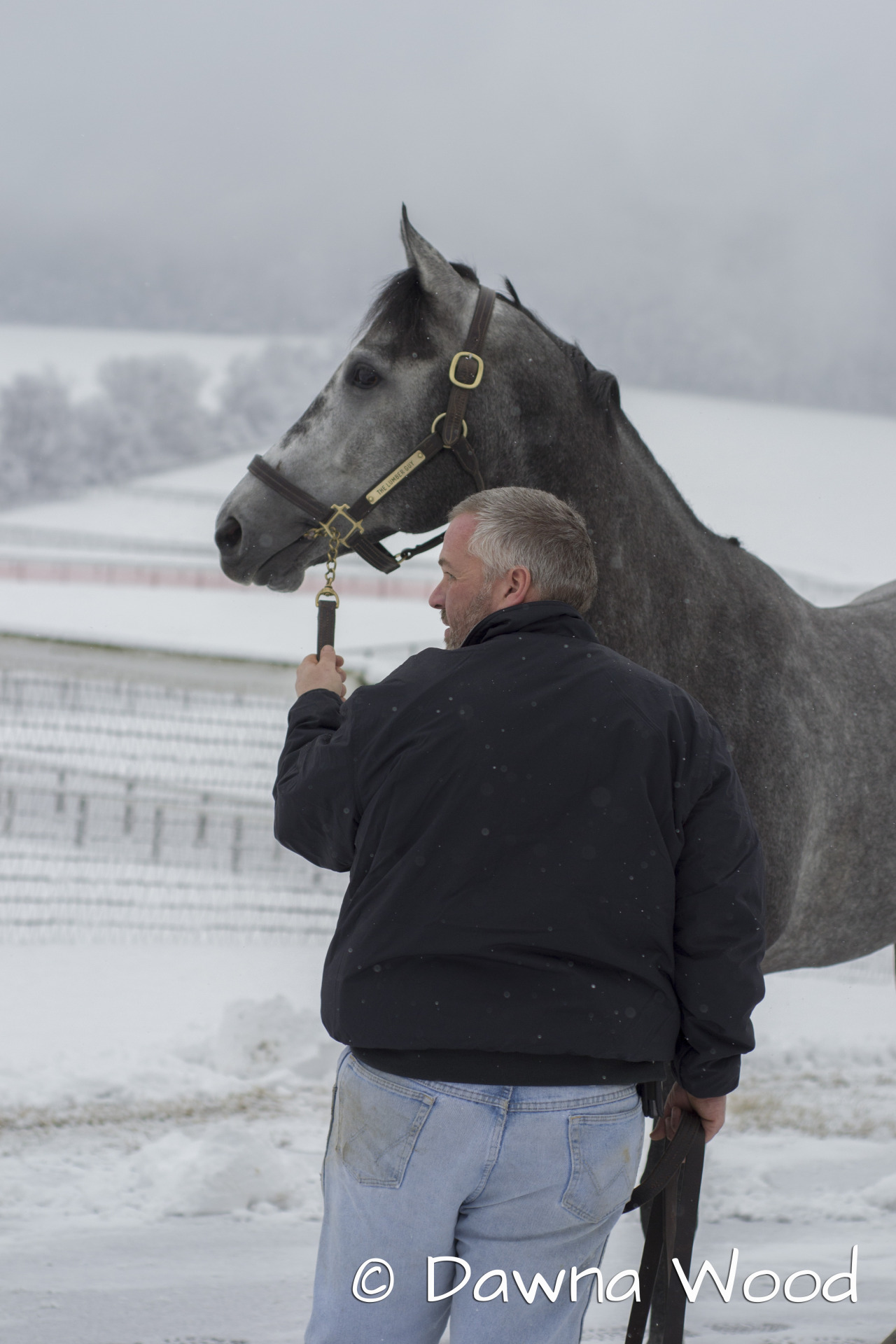 The Lumber Guy settles into stud life at Keane Stud