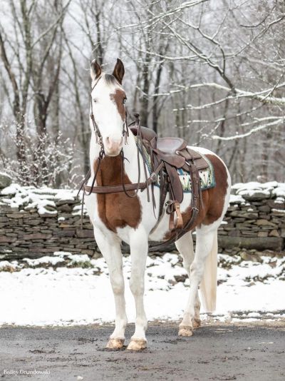 horsesarecreatures:
“Willis - Grade Paint Gelding
”