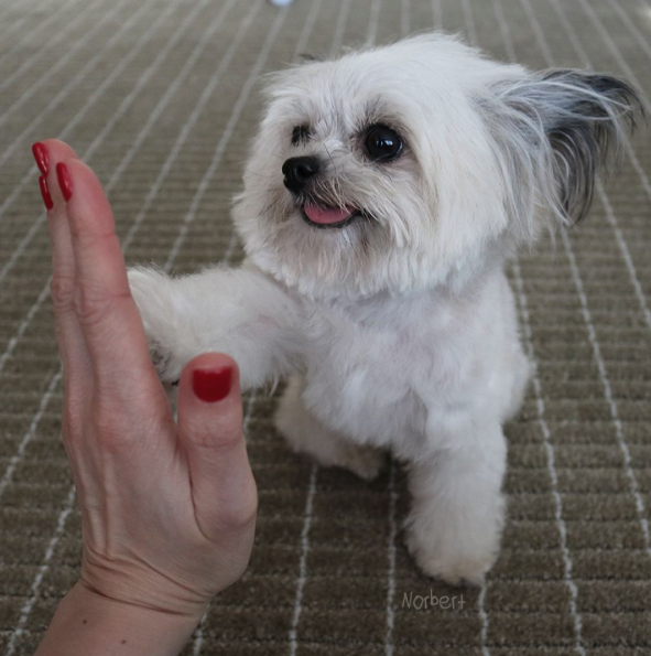 nikk-elli:  catsbeaversandducks:  This guy gives the coolest high-fives EVER. Photos