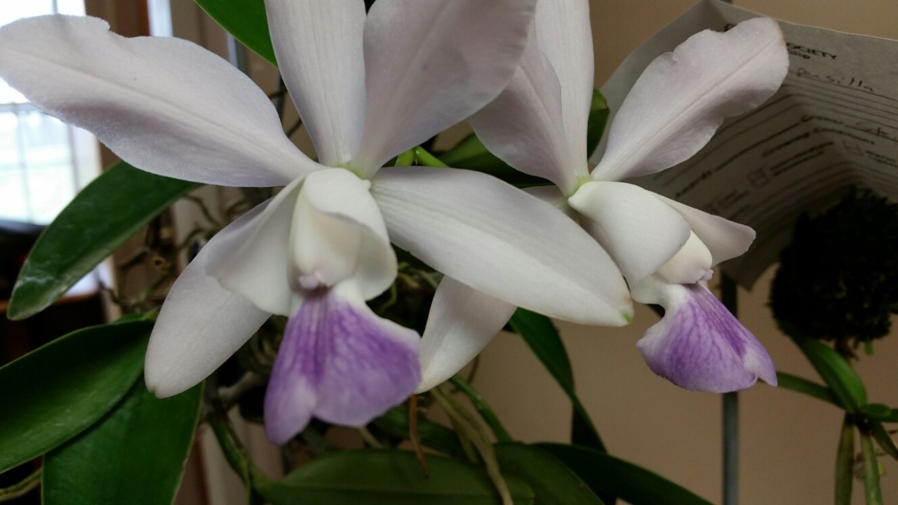 Cattleya walkeriana var. coerulea