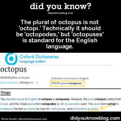 did-you-kno:  The plural of octopus is not