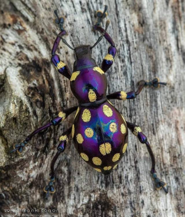 mutant-distraction:Weevil photographed by @frankcanon_image_in