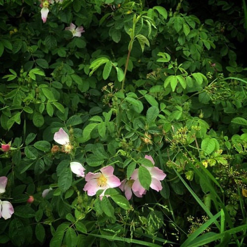 Wild growing dog rose, always a favourite #wildflowers #wildflower #rose #dogrose #flowers #natureph