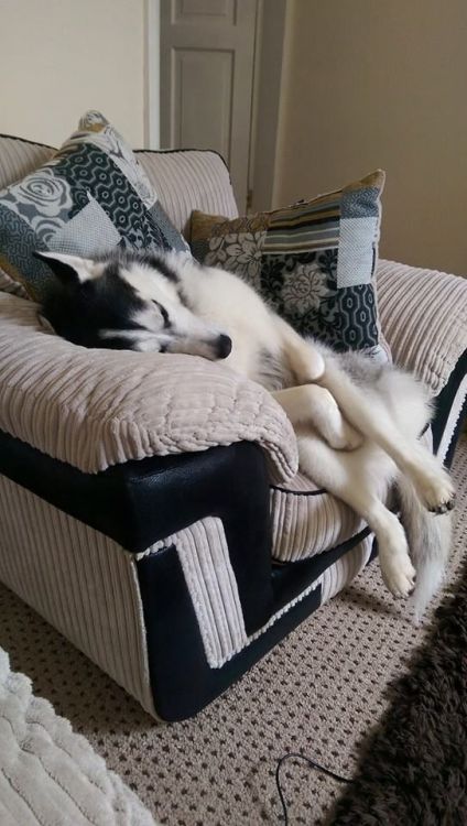 brookbooh: life with Siberian Huskies For those who have a bad day, there is a bunch of goodest bois