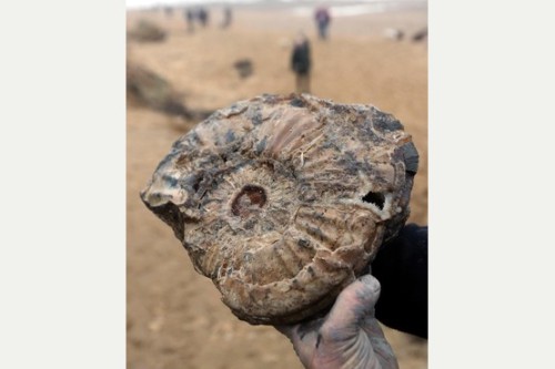Falling for fossilsAs we noted a few days ago, England is currently being pounded by severe storms, 